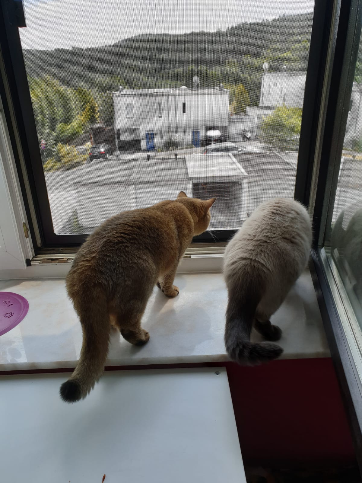 Katzen im 3 Stockwerk